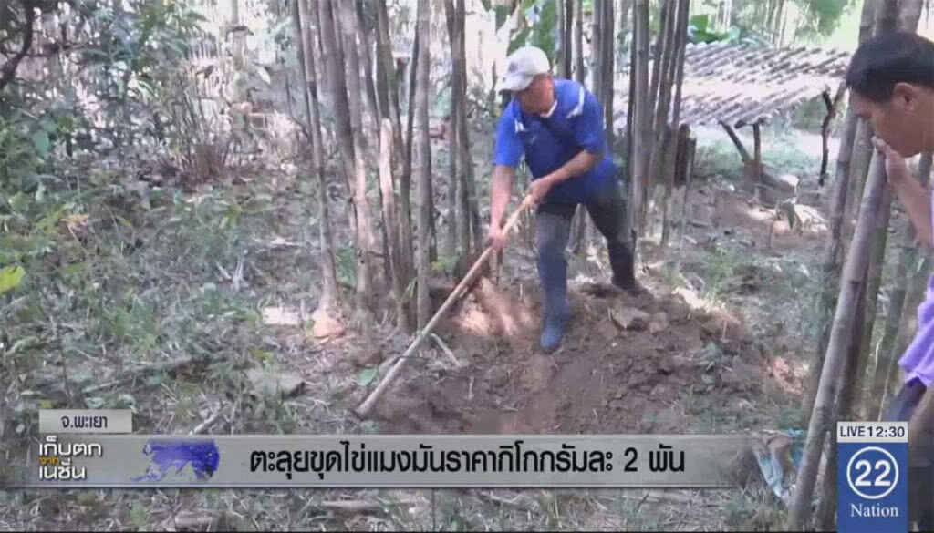 ตลุยขุดไข่แมงมันราคากิโลกรัมละ 2 พัน ตลุยขุดไข่แมงมันราคากิโลกรัมละ 2 พัน