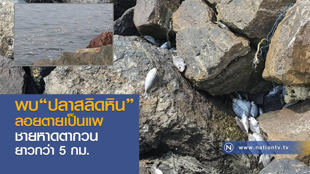 พบปลาสลิดหิน ลอยตายเป็นแพ ชายหาดตากวน ยาวกว่า 5 กม. พบปลาสลิดหิน ลอยตายเป็นแพ ชายหาดตากวน ยาวกว่า 5 กม.