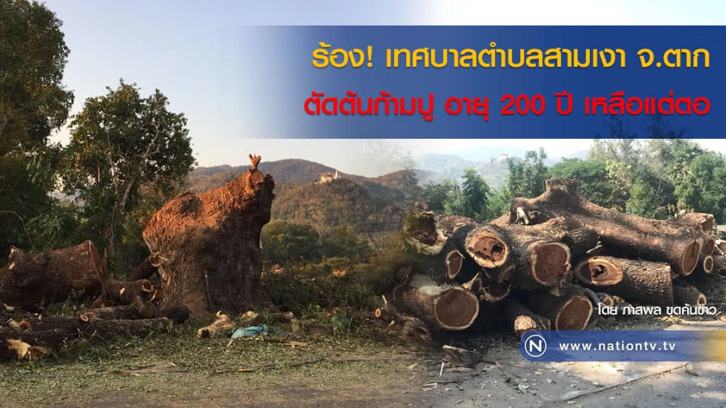 ร้อง! เทศบาลตำบลสามเงา จ.ตาก 
ตัดต้นก้ามปู อายุ 200 ปี เหลือแต่ตอ