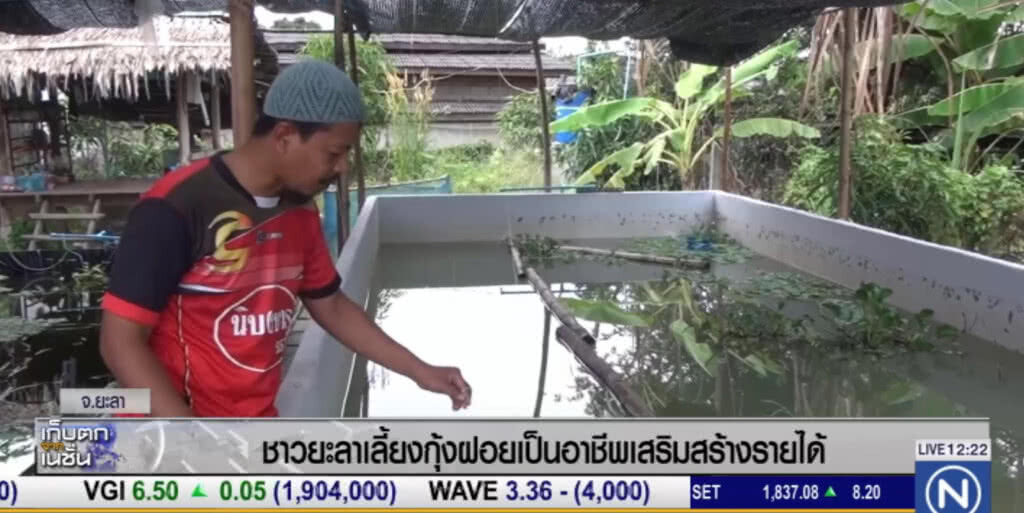 ชาวยะลา เลี้ยงกุ้งฝอย เป็นอาชีพเสริม สร้างรายได้งาม ชาวยะลา เลี้ยงกุ้งฝอย เป็นอาชีพเสริม สร้างรายได้งาม