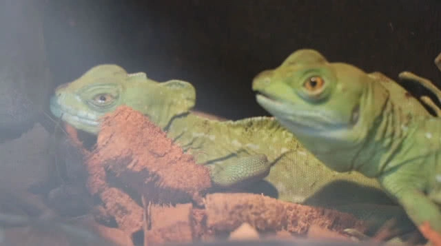 "มินิม่อนคาเฟ่" ร้านกาแฟสไตล์แหวกแนวเสมือนอยู่ในสวนสัตว์