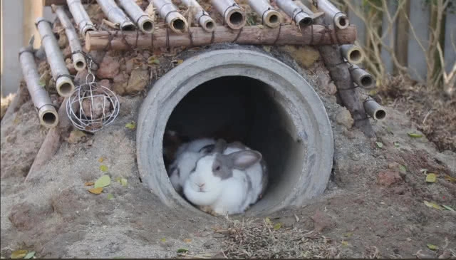 "มินิม่อนคาเฟ่" ร้านกาแฟสไตล์แหวกแนวเสมือนอยู่ในสวนสัตว์