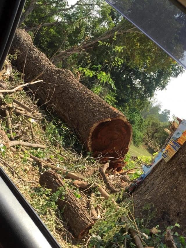 ร้อง! เทศบาลตำบลสามเงา จ.ตาก 
ตัดต้นก้ามปู อายุ 200 ปี เหลือแต่ตอ