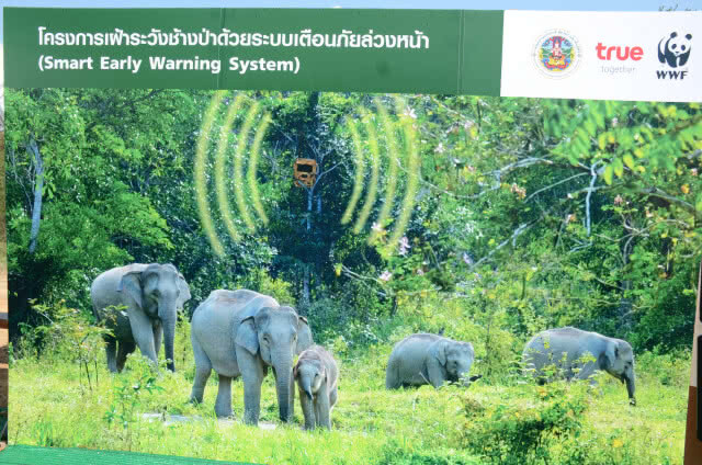 กรมอุทยานฯจับมือเอกชน ติดกล้องแจ้งเตือนช้างป่า25จุด ป้องกันพื้นที่เกษตร