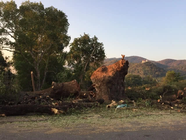 ร้อง! เทศบาลตำบลสามเงา จ.ตาก 
ตัดต้นก้ามปู อายุ 200 ปี เหลือแต่ตอ