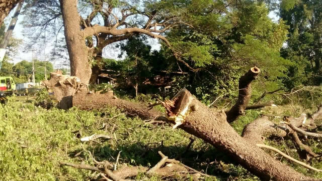 ร้อง! เทศบาลตำบลสามเงา จ.ตาก 
ตัดต้นก้ามปู อายุ 200 ปี เหลือแต่ตอ