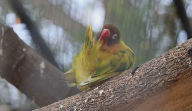 "มินิม่อนคาเฟ่" ร้านกาแฟสไตล์แหวกแนวเสมือนอยู่ในสวนสัตว์