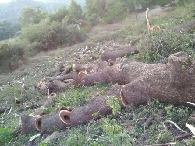 ร้อง! เทศบาลตำบลสามเงา จ.ตาก 
ตัดต้นก้ามปู อายุ 200 ปี เหลือแต่ตอ