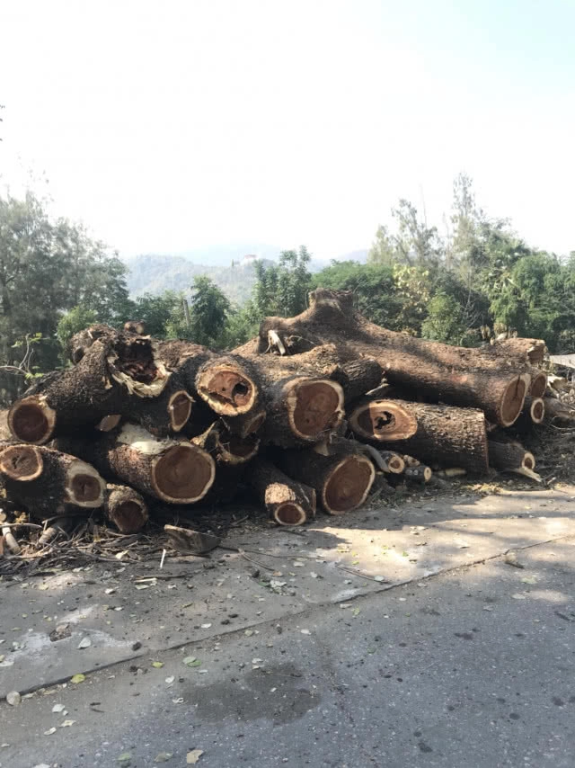 ร้อง! เทศบาลตำบลสามเงา จ.ตาก 
ตัดต้นก้ามปู อายุ 200 ปี เหลือแต่ตอ