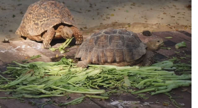 "มินิม่อนคาเฟ่" ร้านกาแฟสไตล์แหวกแนวเสมือนอยู่ในสวนสัตว์