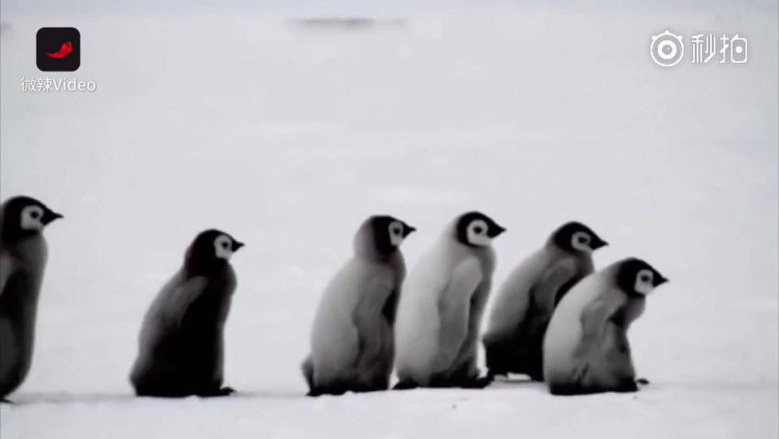 แพทย์แนะฝึก "เดินแบบเพนกวิน" จะได้ไม่ล้มเวลาเดินบนหิมะหรือน้ำแข็ง