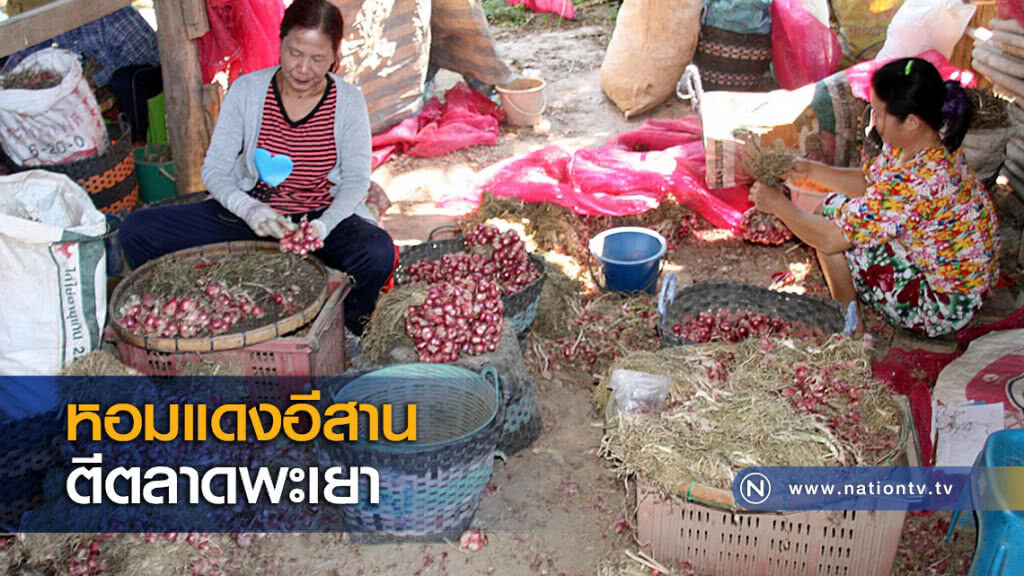 หอมแดงอีสานตีตลาดพะเยา หอมแดงอีสานตีตลาดพะเยา