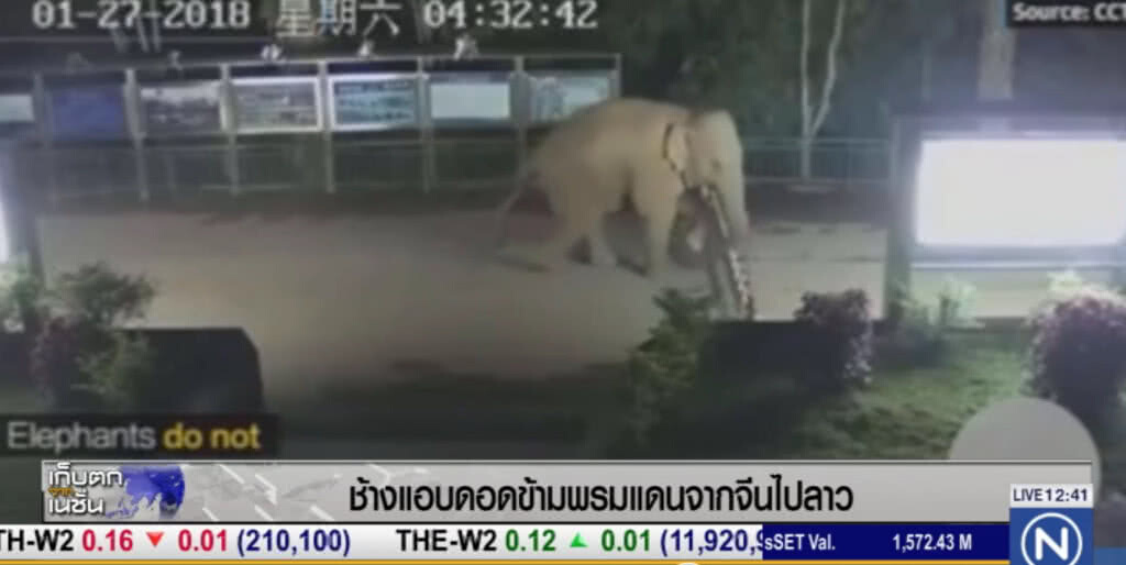 ช้างแอบข้ามชายแดนจากจีนไปลาว ช้างแอบข้ามชายแดนจากจีนไปลาว