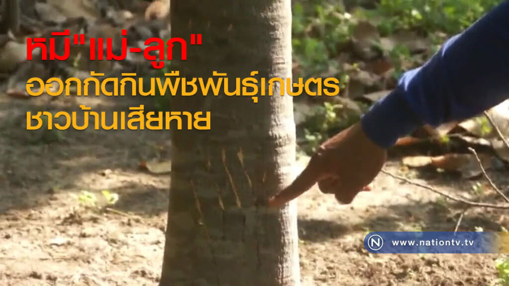 "หมี"จากเขาใหญ่
ออกกัดกินพืชพันธ์ุเกษตร
ชาวบ้านเสียหาย