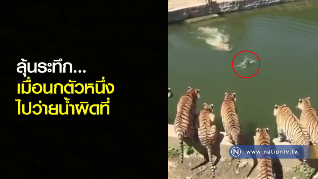 ลุ้นระทึก.....เมื่อนกตัวหนึ่ง ไปว่ายน้ำผิดที่ ลุ้นระทึก.....เมื่อนกตัวหนึ่ง ไปว่ายน้ำผิดที่