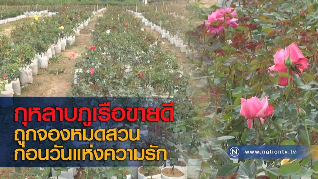กุหลาบภูเรือขายดีถูกจองหมดสวนก่อนวันแห่งความรัก