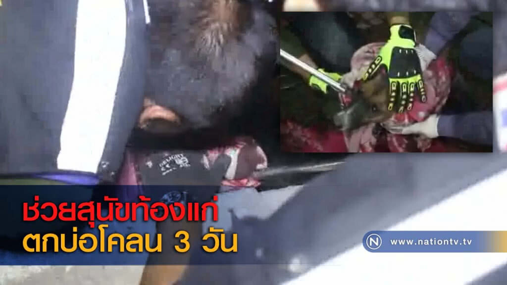 ช่วยสุนัขท้องแก่ตกบ่อโคลน 3 วัน