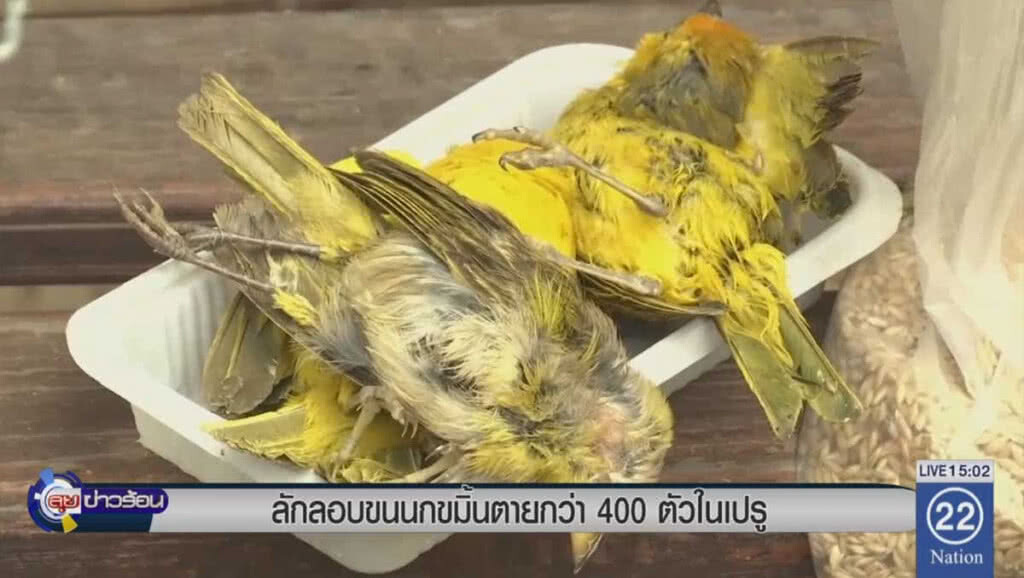 ลอบขนนกขมิ้น ส่งผลตายกว่า 400 ตัวในเปรู ลอบขนนกขมิ้น ส่งผลตายกว่า 400 ตัวในเปรู