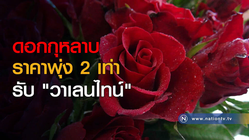 กุหลาบราคาพุ่ง 2 เท่า รับ "วาเลนไทน์" กุหลาบราคาพุ่ง 2 เท่า รับ "วาเลนไทน์"