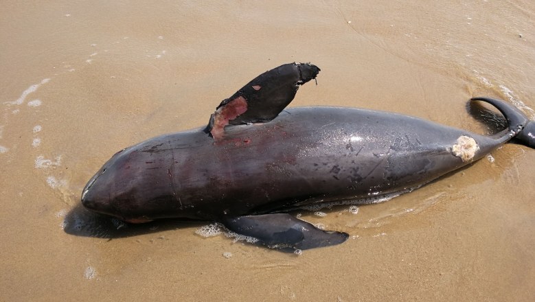 พบซากโลมาเกยหาดแหลมทราย  เตรียมส่งผ่าพิสูจน์หาสาเหตุ