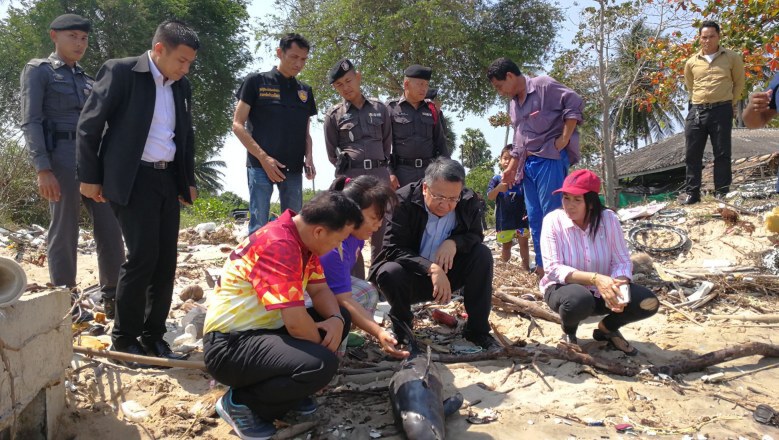 พบซากโลมาเกยหาดแหลมทราย  เตรียมส่งผ่าพิสูจน์หาสาเหตุ