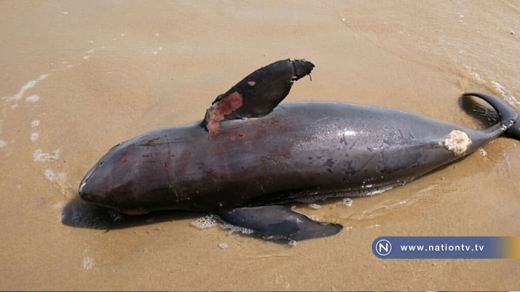พบซากโลมาเกยหาดแหลมทราย เตรียมส่งผ่าพิสูจน์หาสาเหตุ พบซากโลมาเกยหาดแหลมทราย เตรียมส่งผ่าพิสูจน์หาสาเหตุ