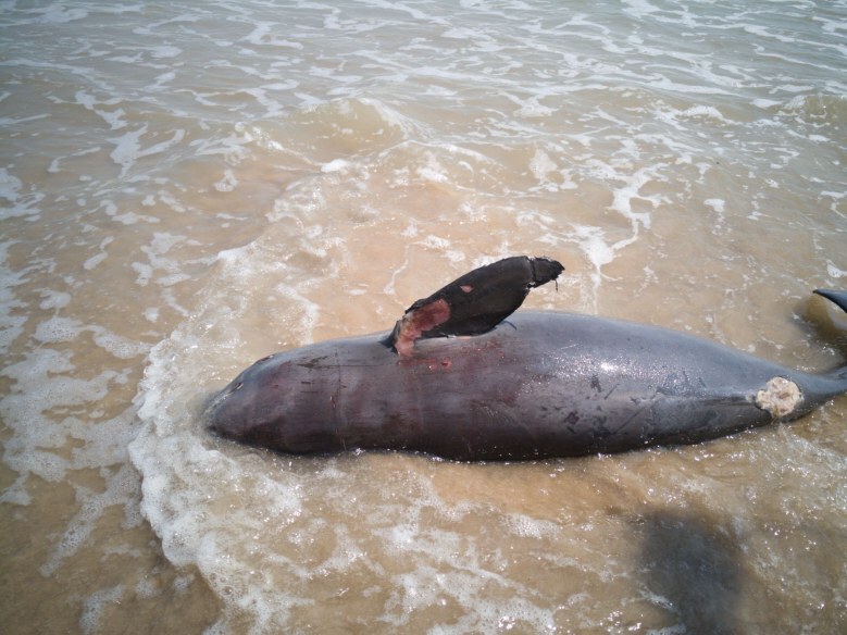 พบซากโลมาเกยหาดแหลมทราย  เตรียมส่งผ่าพิสูจน์หาสาเหตุ