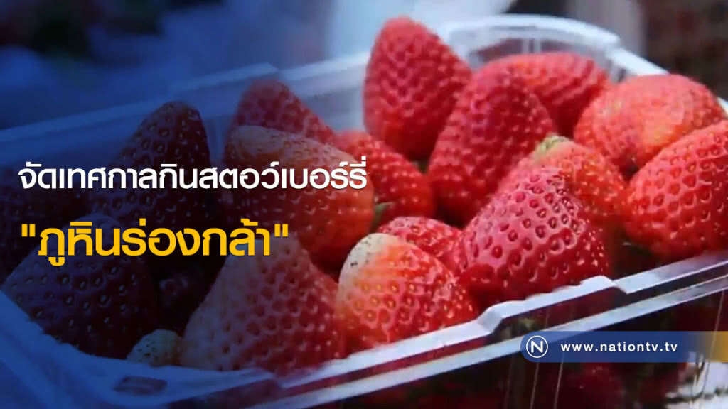 จัดเทศกาลกินสตอว์เบอร์รี่ "ภูหินร่องกล้า"