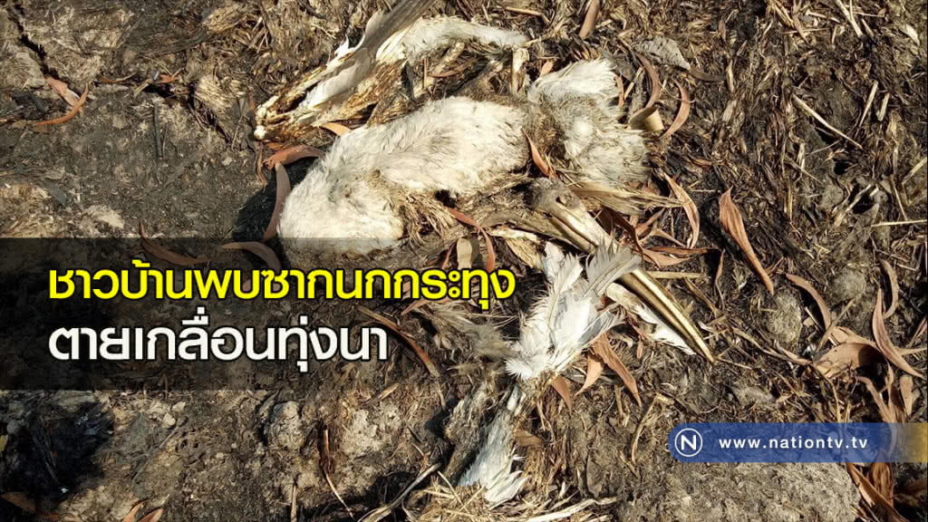 ชาวบ้านพบซากนกกระทุง ตายเกลื่อนทุ่งนา ชาวบ้านพบซากนกกระทุง ตายเกลื่อนทุ่งนา