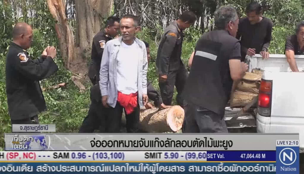 จ่อออกหมายจับแก๊งลักลอบตัดไม้พะยูง