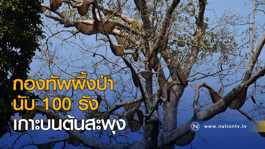 กองทัพผึ้งป่านับ 100 รัง เกาะบนต้นสะพุง กองทัพผึ้งป่านับ 100 รัง เกาะบนต้นสะพุง