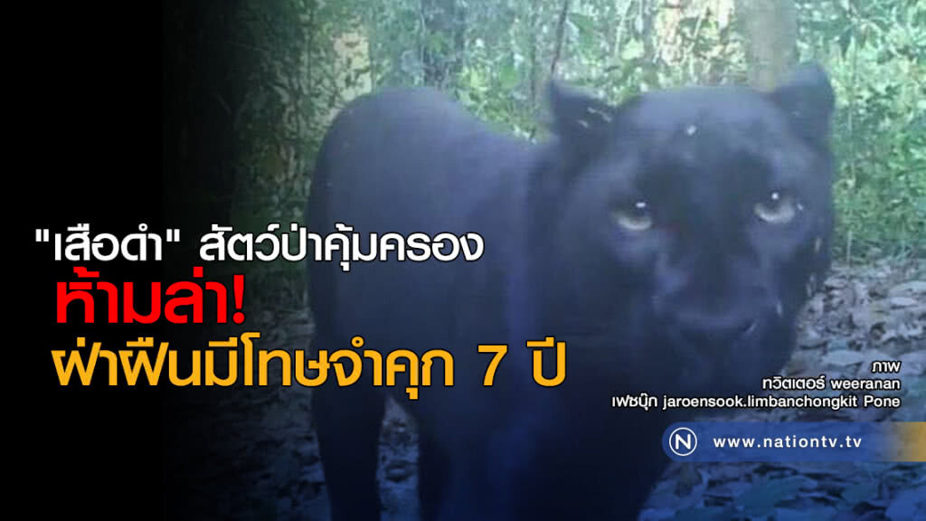 "เสือดำ" สัตว์ป่าคุ้มครอง 
ห้ามล่า ฝ่าฝืนมีโทษจำคุก 7 ปี