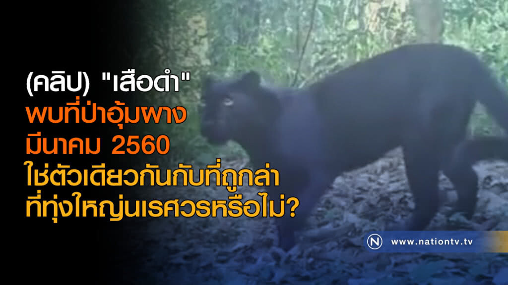 (คลิป)  "เสือดำ" พบที่ป่าอุ้มผาง มีนาคม 2560 
ใช่ตัวเดียวกันกับที่ถูกล่าที่ทุ่งใหญ่นเรศวรหรือไม่?