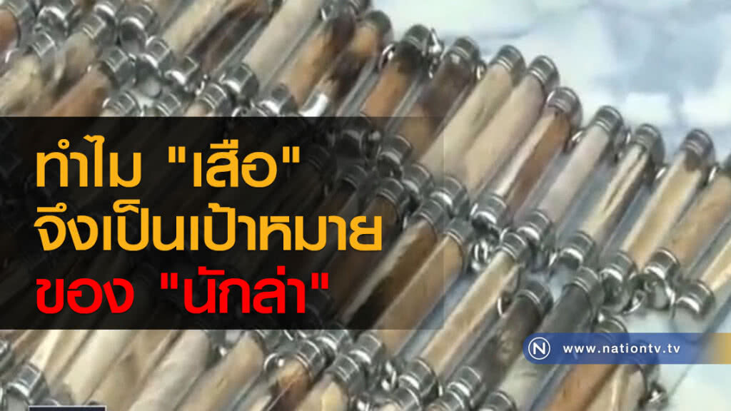 ทำไม "เสือ" จึงเป็นเป้าหมายของ "นักล่า"