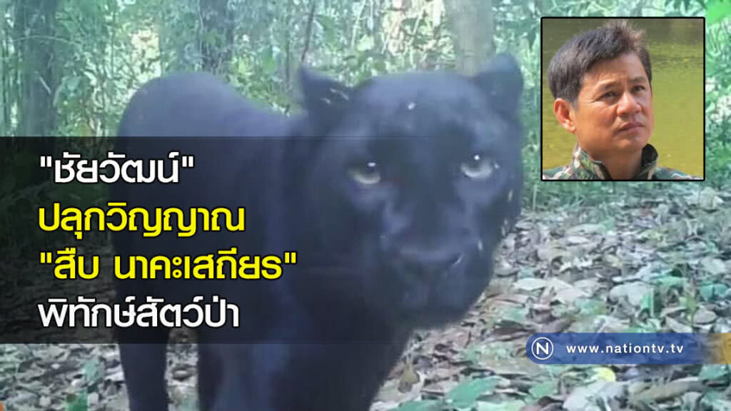 "ชัยวัฒน์" ปลุกวิญญาณ "สืบ นาคะเสถียร" พิทักษ์สัตว์ป่า "ชัยวัฒน์" ปลุกวิญญาณ "สืบ นาคะเสถียร" พิทักษ์สัตว์ป่า