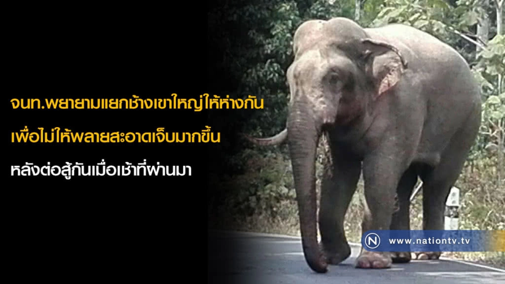 จนท.พยายามแยกช้างเขาใหญ่ให้ห่างกัน เพื่อไม่ให้พลายสะอาดเจ็บมากขึ้น หลังต่อสู้กันเมื่อเช้าที่ผ่านมา