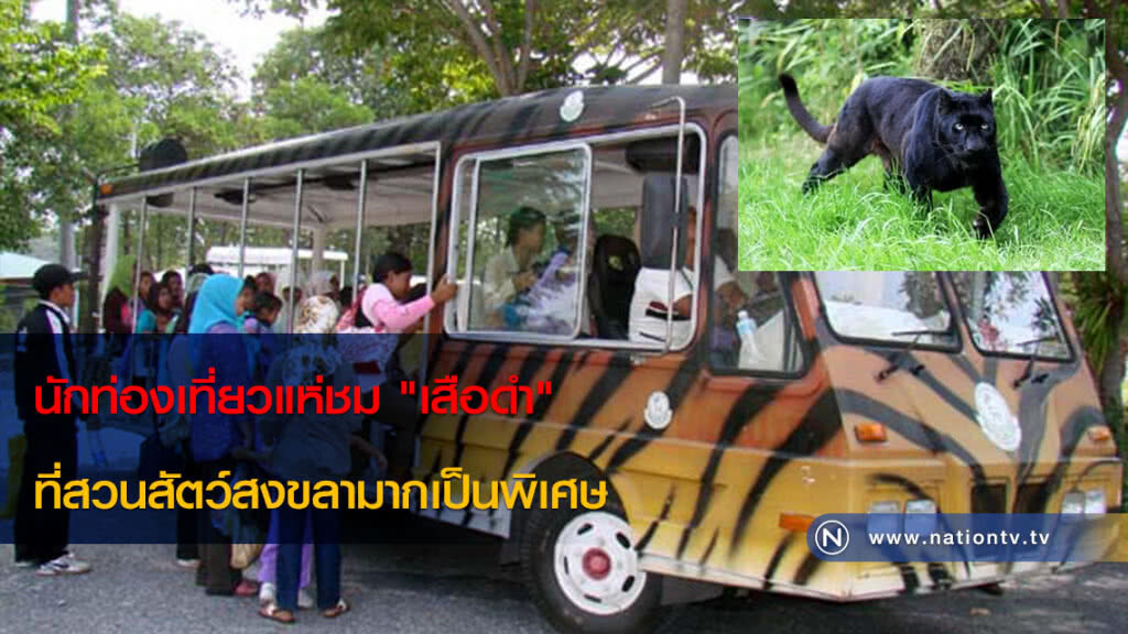 นักท่องเที่ยวแห่ชม"เสือดำ"
ที่สวนสัตว์สงขลามากเป็นพิเศษ นักท่องเที่ยวแห่ชม"เสือดำ"
ที่สวนสัตว์สงขลามากเป็นพิเศษ