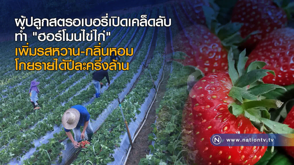 ผู้ปลูกสตรอเบอรี่เปิดเคล็ดลับทำ "ฮอร์โมนไข่ไก่" เพิ่มรสหวาน-กลิ่นหอม โกยรายได้ปีละครึ่งล้าน