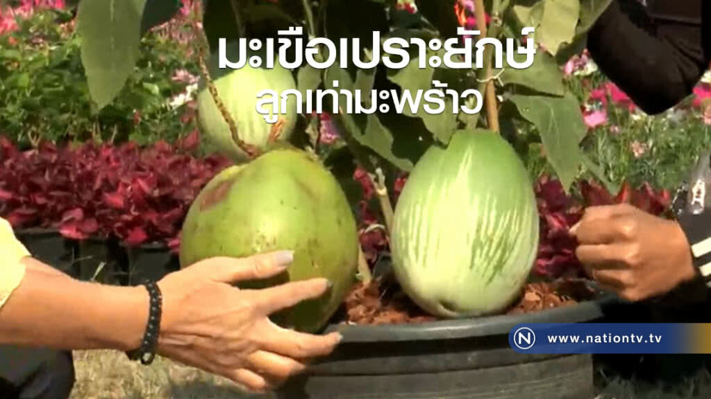 มะเขือเปราะยักษ์ลูกเท่ามะพร้าว