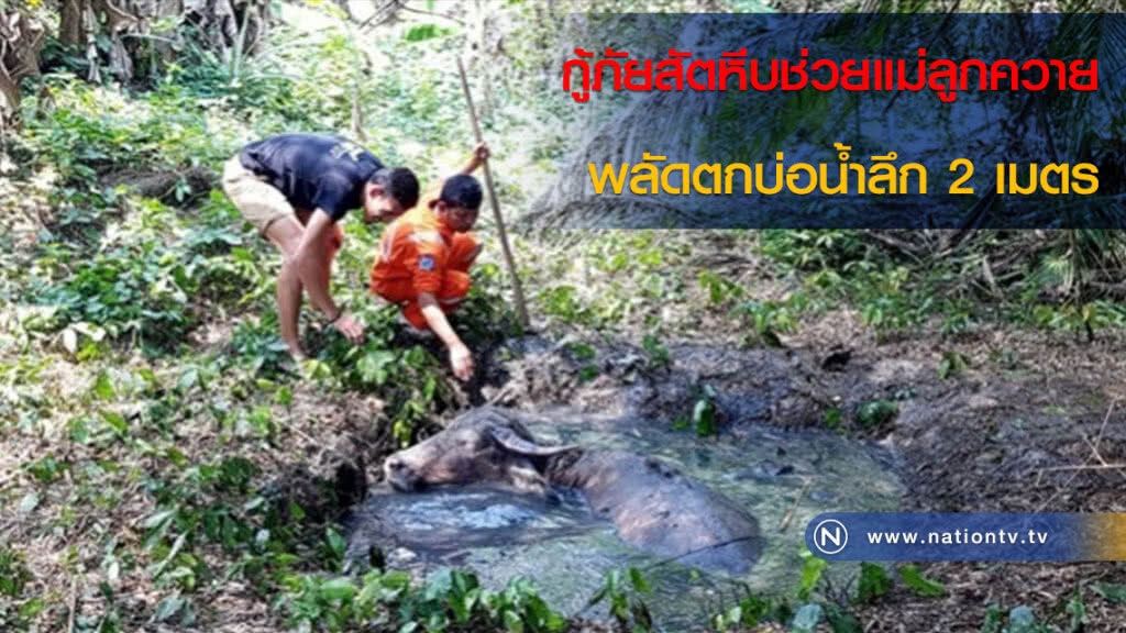 กู้ภัยสัตหีบช่วยแม่ลูกควายพลัดตกบ่อน้ำลึก 2 เมตร กู้ภัยสัตหีบช่วยแม่ลูกควายพลัดตกบ่อน้ำลึก 2 เมตร