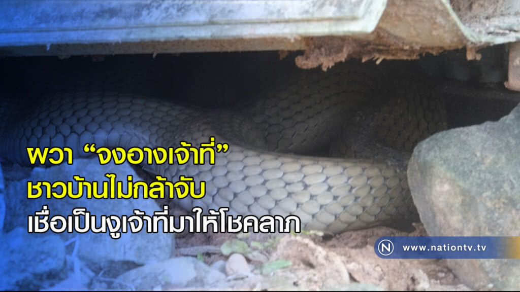 ผวา ‘จงอางเจ้าที่’ ชาวบ้านไม่กล้าจับ เชื่อเป็นงูเจ้าที่มาให้โชคลาภ ผวา ‘จงอางเจ้าที่’ ชาวบ้านไม่กล้าจับ เชื่อเป็นงูเจ้าที่มาให้โชคลาภ