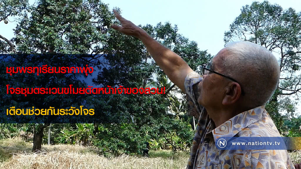 ชุมพรทุเรียนราคาพุ่ง โจรชุมตระเวนขโมยตัดหน้าเจ้าของสวน! เตือนช่วยกันระวังโจร