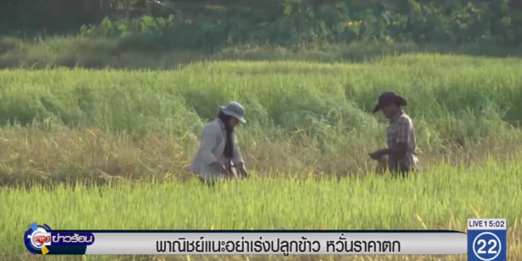 พาณิชย์...แนะอย่าเร่งปลูกข้าว หวั่นกดราคา พาณิชย์...แนะอย่าเร่งปลูกข้าว หวั่นกดราคา