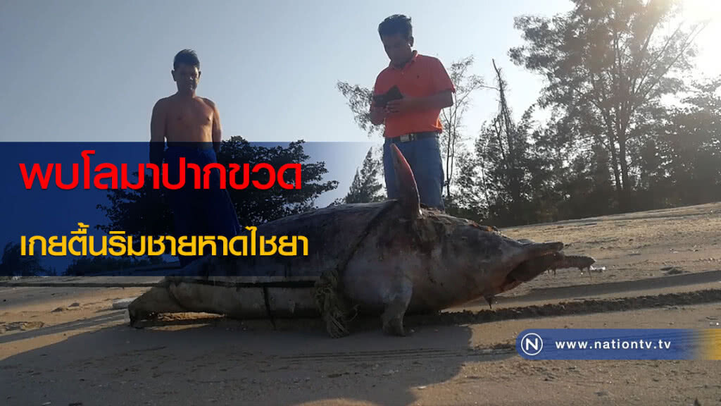 พบโลมาปากขวดเกยตื้นริมชายหาดไชยา