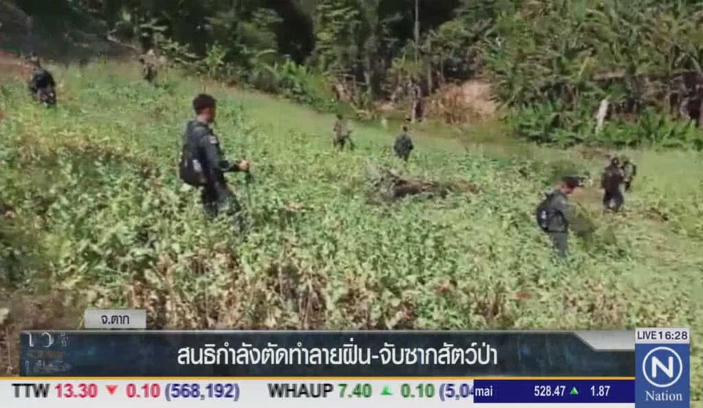 สนธิกำลังตัดทำลายฝิ่น-จับซากสัตว์ป่า สนธิกำลังตัดทำลายฝิ่น-จับซากสัตว์ป่า