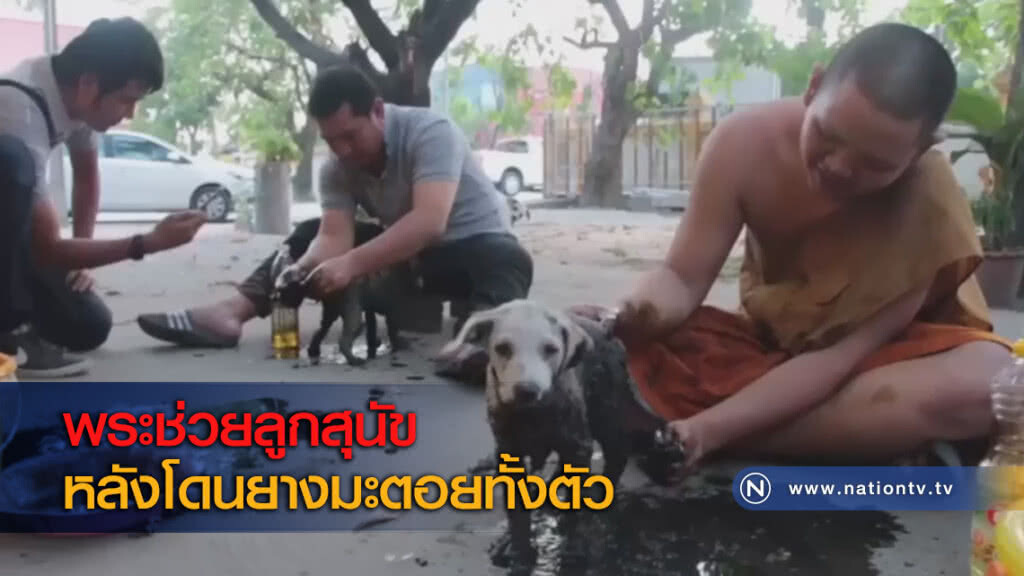 พระช่วยลูกสุนัขหลังโดนยางมะตอยทั้งตัว พระช่วยลูกสุนัขหลังโดนยางมะตอยทั้งตัว