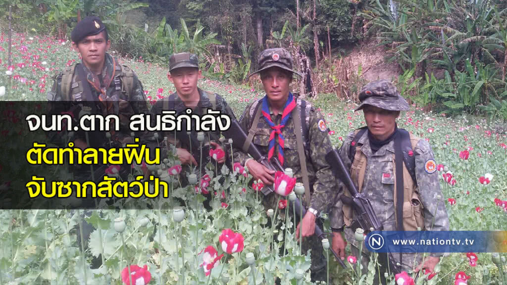 จนท.ตาก สนธิกำลังตัดทำลายฝิ่น-จับซากสัตว์ป่า