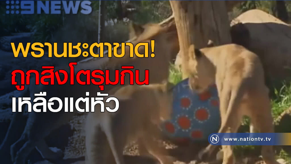 พรานชะตาขาด! ถูกสิงโตรุมกินเหลือแต่หัว พรานชะตาขาด! ถูกสิงโตรุมกินเหลือแต่หัว