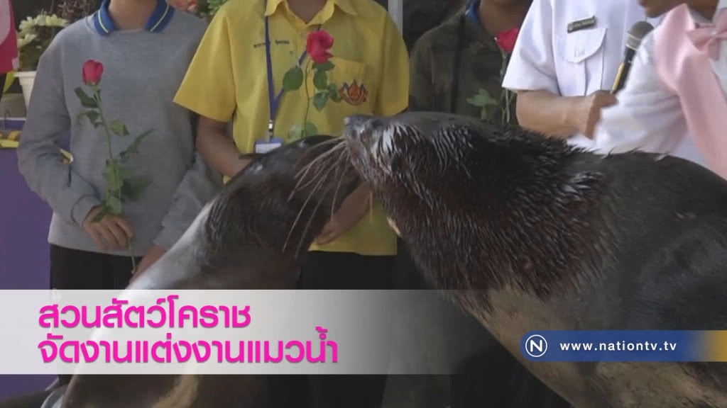 สวนสัตว์จัดงานแต่งแมวน้ำ