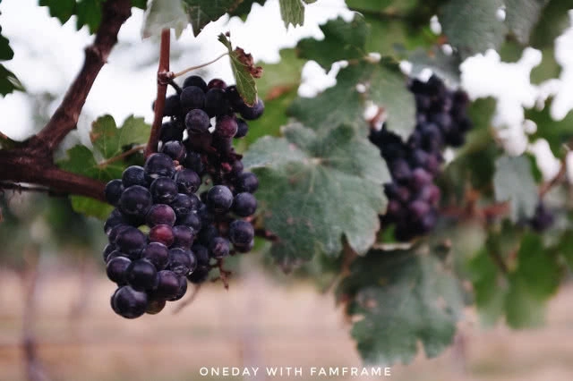 เทสไวน์ ชมไร่องุ่น ที่ กรานมอนเต้ เขาใหญ่